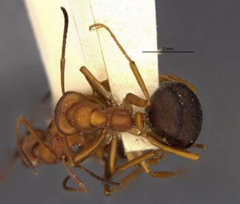 Media type: image;   Entomology 9207 Aspect: habitus dorsal view